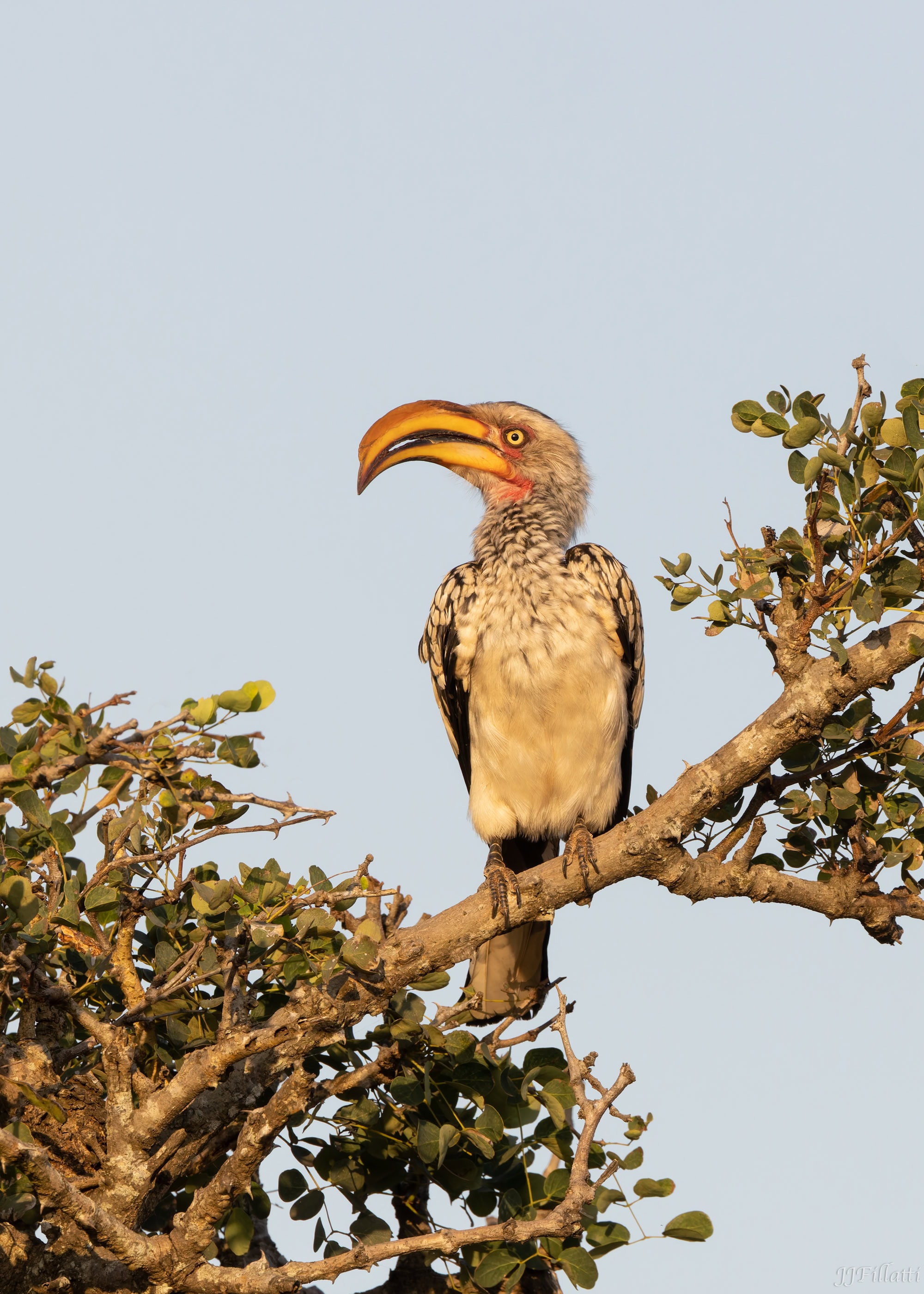 wildlife of Zimanga image 51